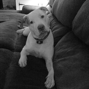 Meet your Posher, Buffy